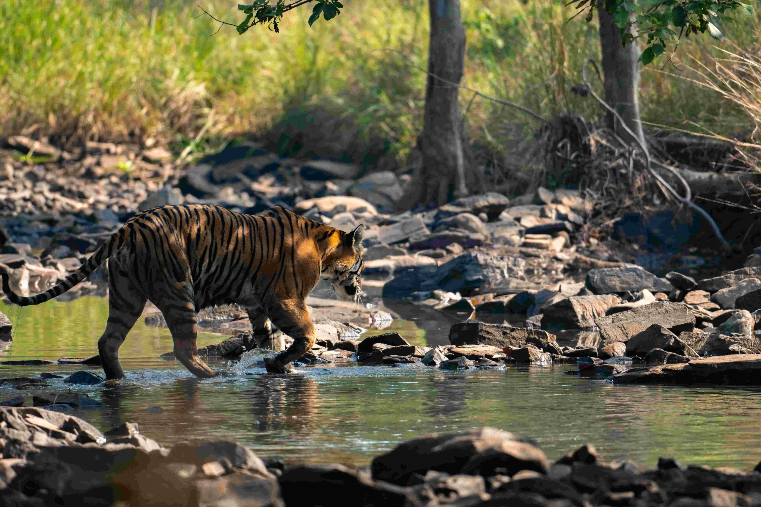 Panna Tiger Reserve